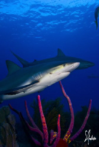 This image is of a few Reef Sharks, look closely! Sharks ... by Steven Anderson 